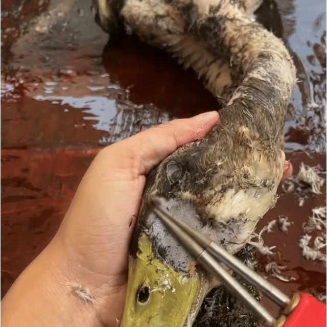 Desplumadora portátil para aves – elimina todas las plumas en pocos minutos