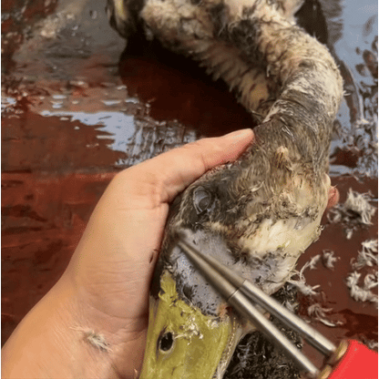 Desplumadora portátil para aves – elimina todas las plumas en pocos minutos