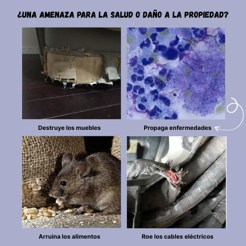 Trampa Humanitaria de Jaula para Capturar Ratas, Ratones y Ardillas Vivos