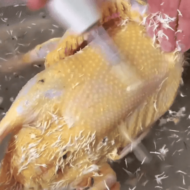 Desplumadora portátil para aves – elimina todas las plumas en pocos minutos
