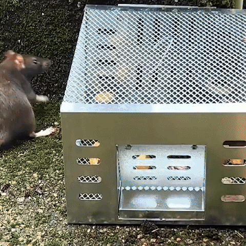 Jaula trampa humanitaria para capturar ratones y ardillas vivos