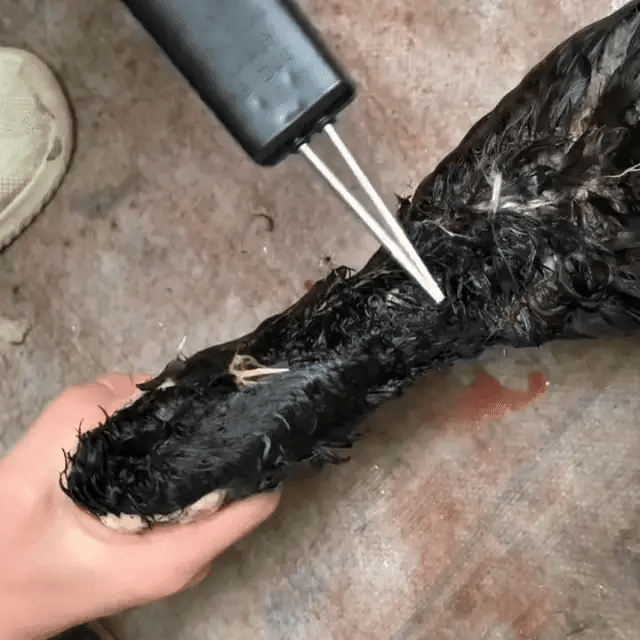 Desplumadora portátil para aves – elimina todas las plumas en pocos minutos