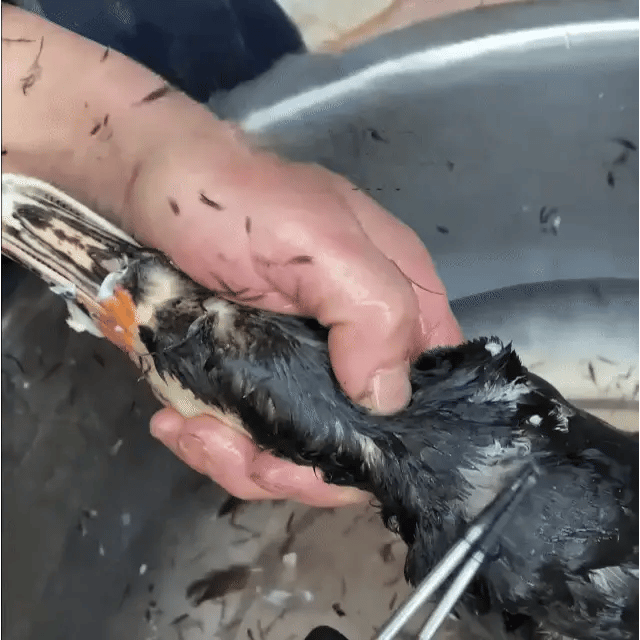 Desplumadora portátil para aves – elimina todas las plumas en pocos minutos